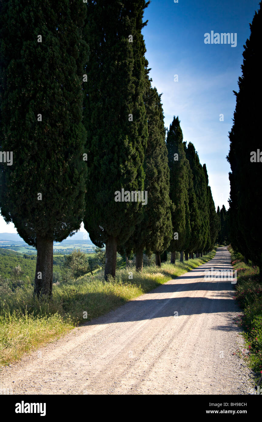 Una fila di cipressi che gettano ombre su un bianco gesso strada in Val d'Orcia, Toscana, Italia Foto Stock
