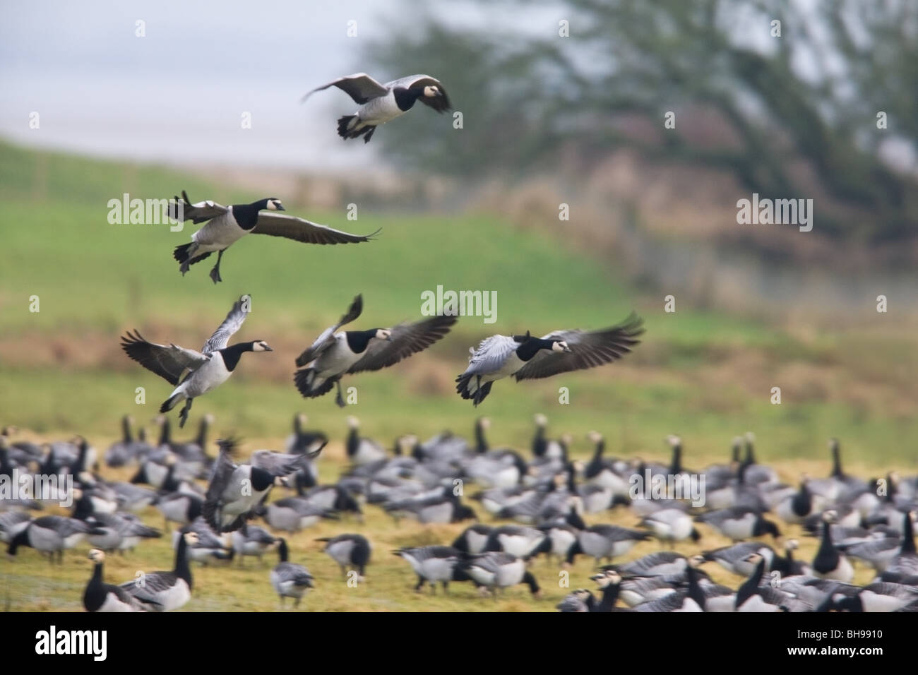 Barnacle Goose Branta leucopsis gregge sulla terra con cinque uccelli in volo e atterraggio Foto Stock