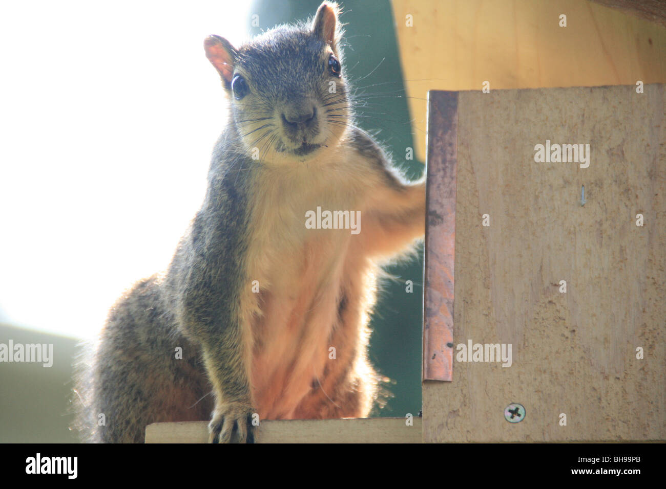 Eastern Fox Squirrel presso una casa box alimentatore in Oregon Foto Stock
