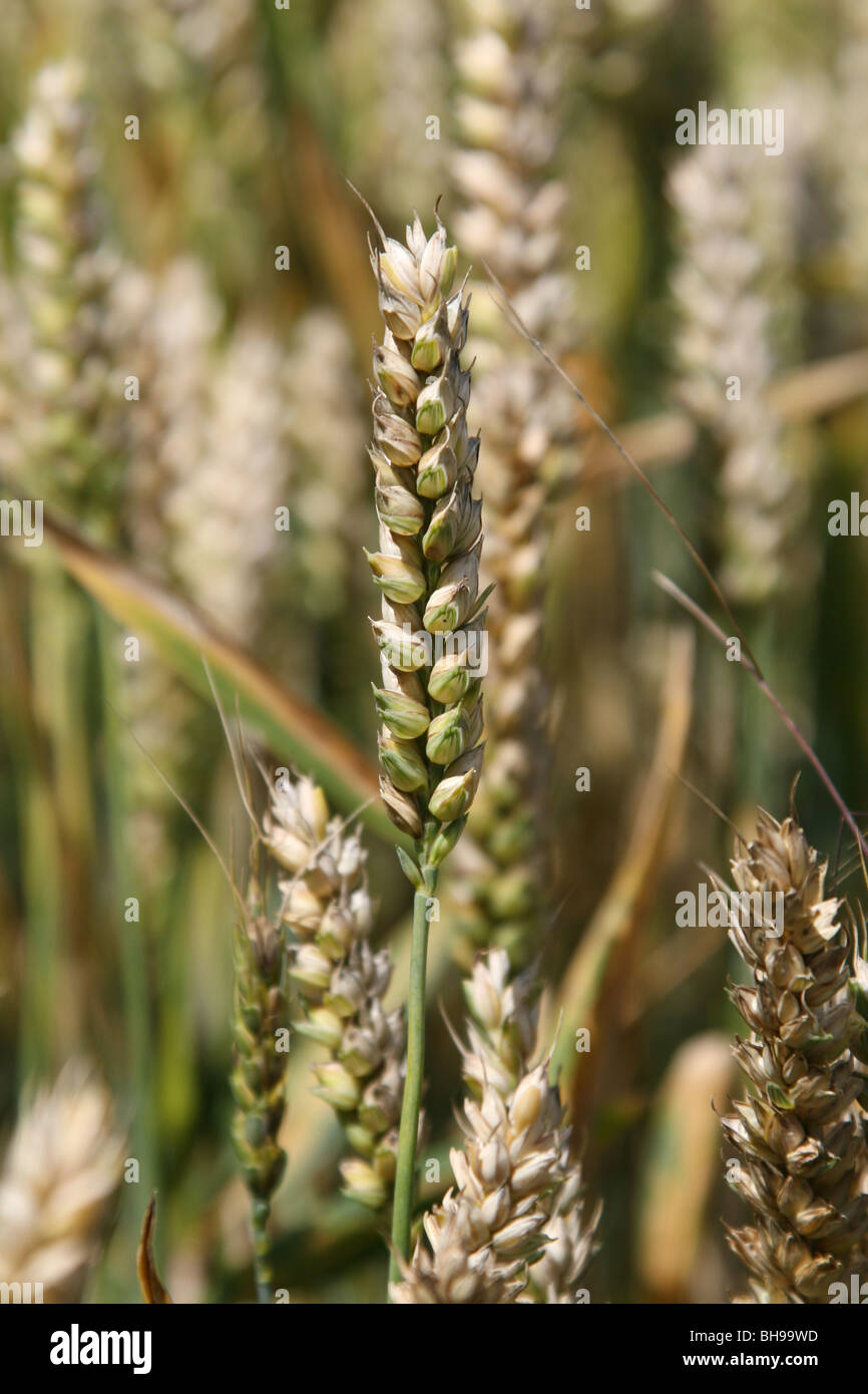 Spighe di grano, o grano. Foto Stock