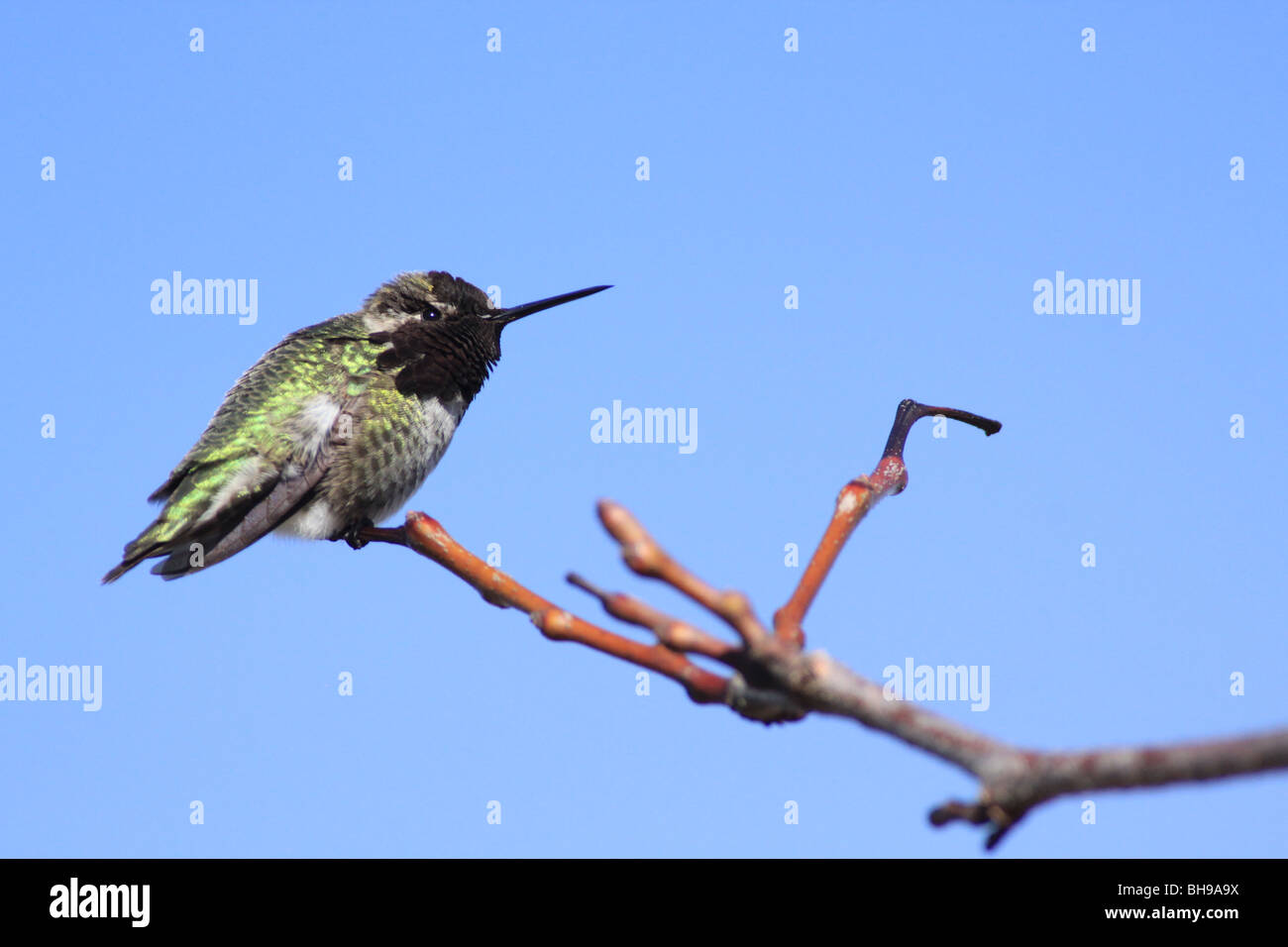 Anna's Hummingbird appollaiato su un ramo di albero Foto Stock