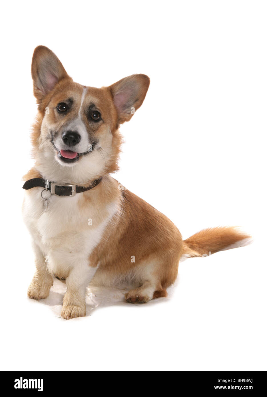 Pembrokeshire Welsh Corgi singolo cane adulto seduto Studio Foto Stock