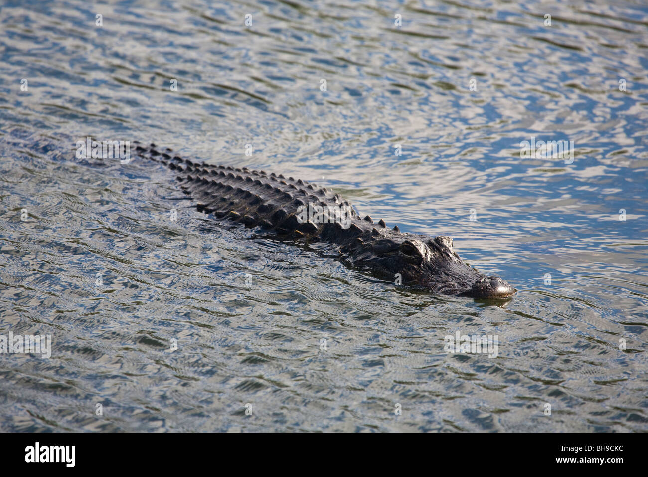 In coccodrillo di acqua su Anhinga Trail nel parco nazionale delle Everglades della Florida Foto Stock