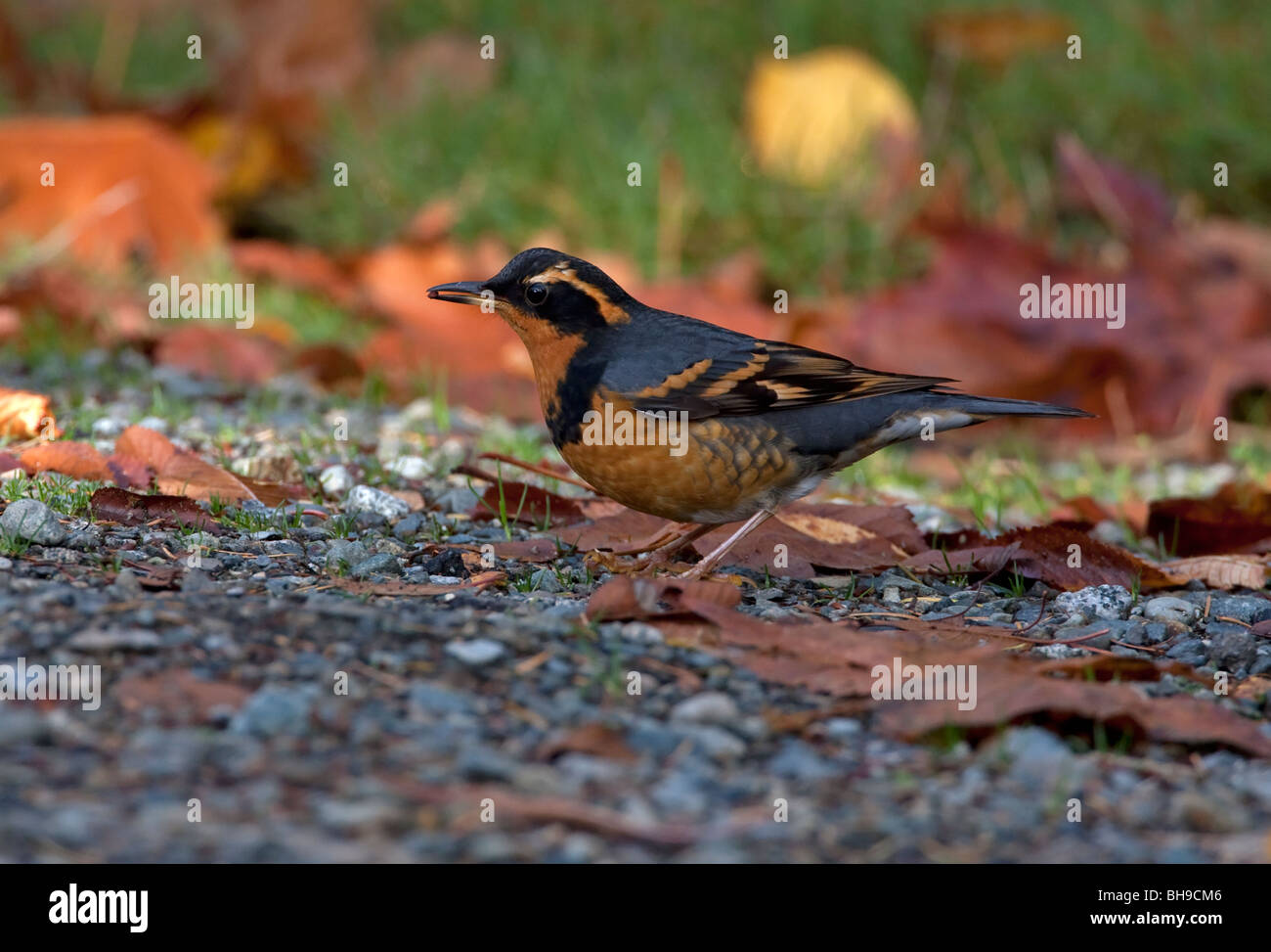 Variato il Mughetto Ixoreus naevius alimentazione maschio sul terreno tra foglie di autunno a Lantzville Isola di Vancouver BC Canada nel mese di ottobre Foto Stock