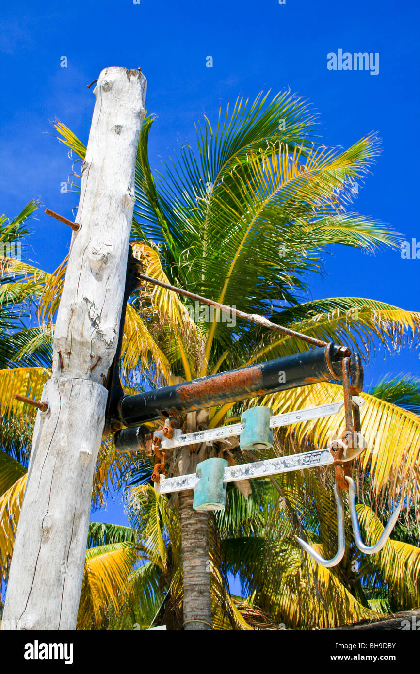 Caraibi scala di pesce - Messico Foto Stock