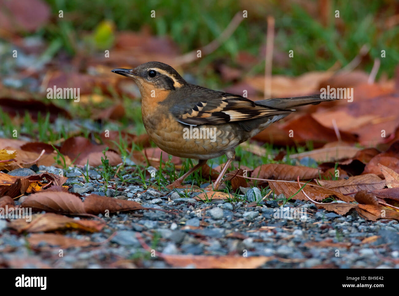 Variato il Mughetto Ixoreus naevius alimentazione femmina sul terreno tra foglie di autunno a Lantzville Isola di Vancouver BC Canada nel mese di ottobre Foto Stock