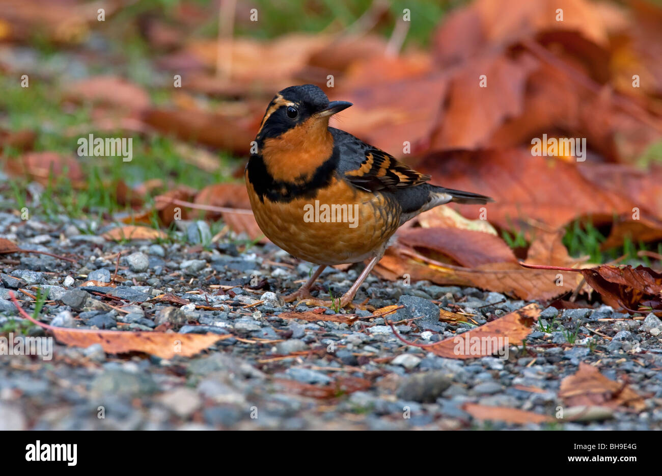 Variato il Mughetto Ixoreus naevius alimentazione maschio sul terreno tra foglie di autunno a Lantzville Isola di Vancouver BC Canada nel mese di ottobre Foto Stock