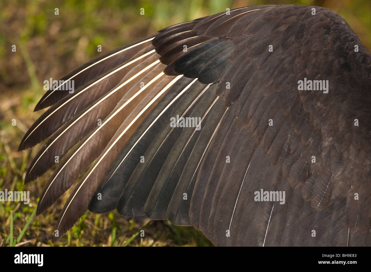 Close up di avvoltoio nero ala e piume Foto Stock