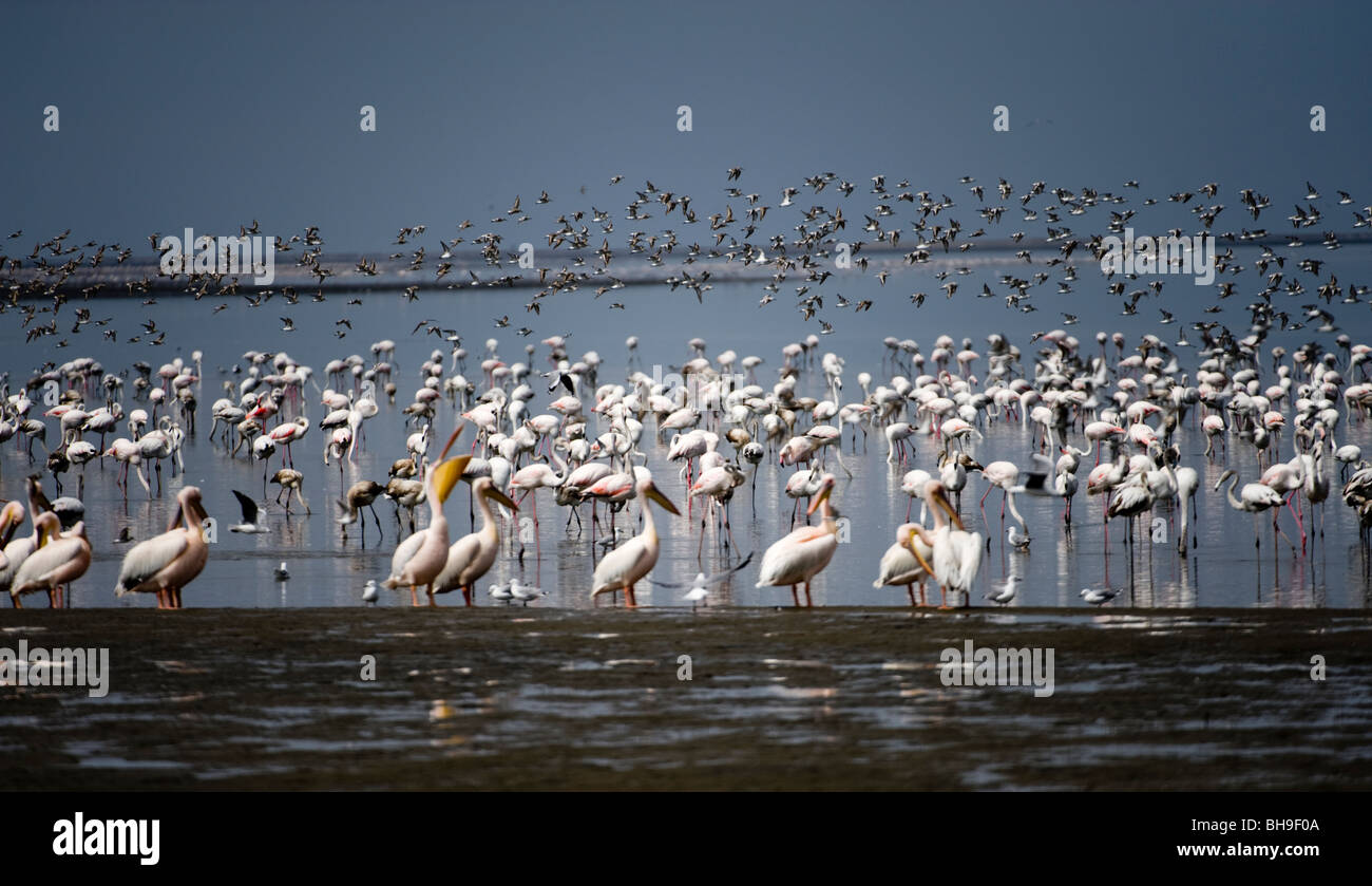 Uccelli marini a Walvis Bay Lagoon, Namibia Foto Stock