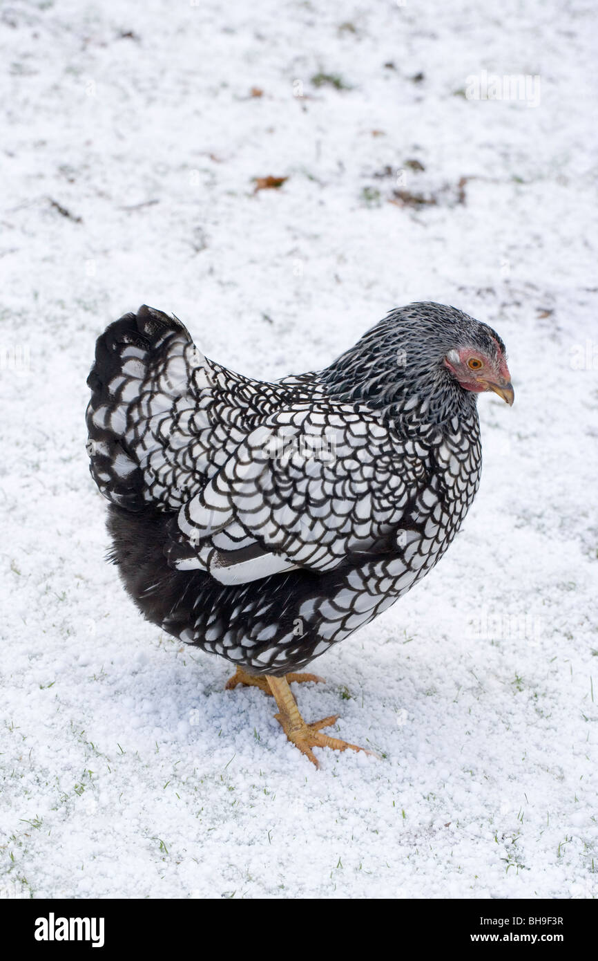 Argento-legare Wyandotte pollame DOMESTICO (Gallus gallus). Fowl. Gallina o femmina. Sullo sfondo la neve e grandine. Foto Stock