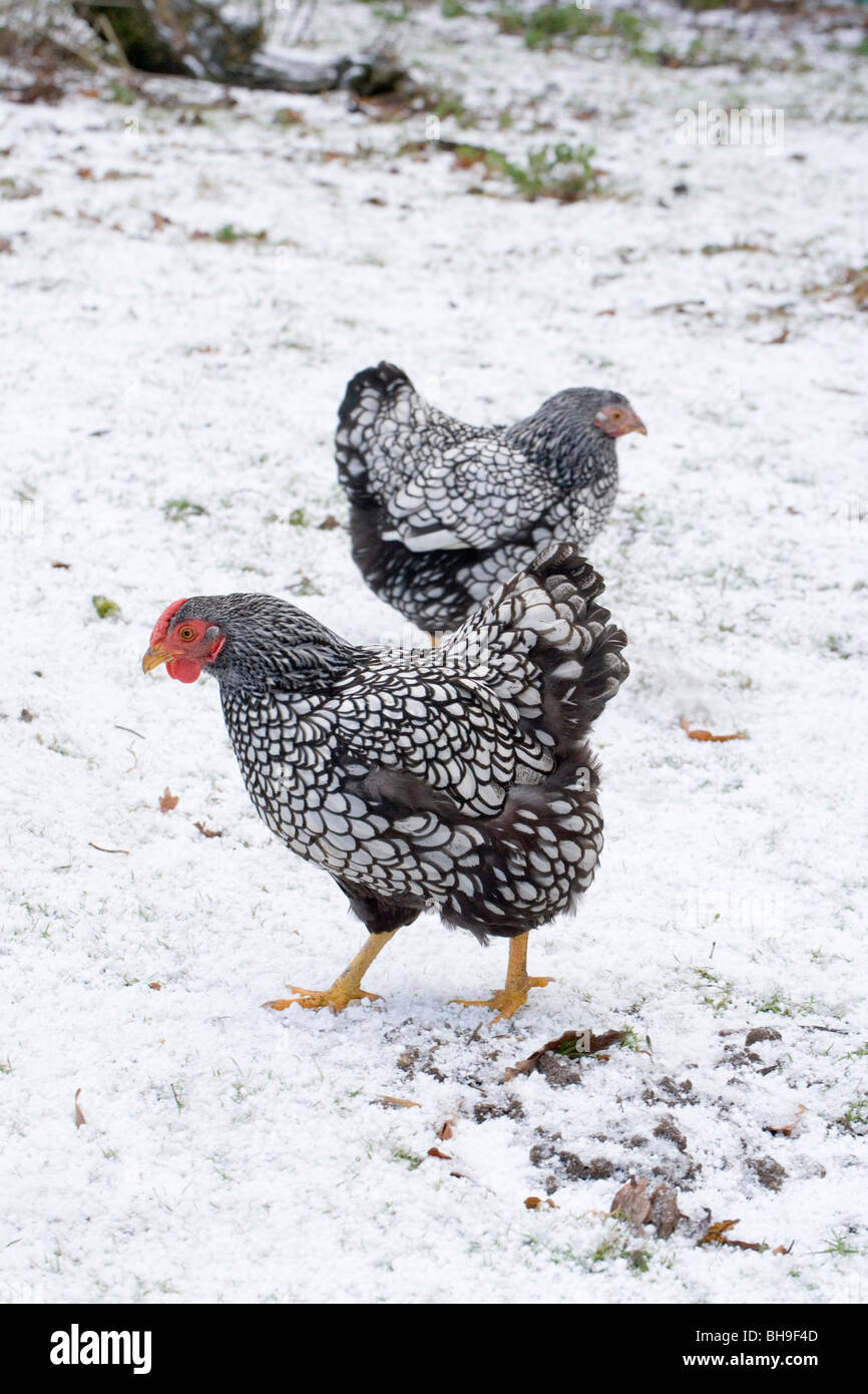 Argento-legare Wyandotte galline (Gallus gallus). Razza di polli domestici. Dopo un inverno di neve caduta. Femmine. Foto Stock