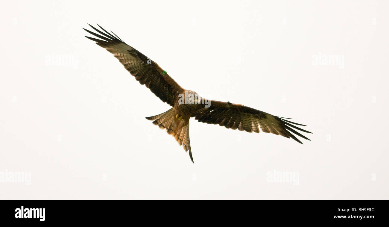 Un singolo aquilone rosso, Milvus milvus, con le sue ali sparse svetta nel vento su uno sfondo biancastro Foto Stock