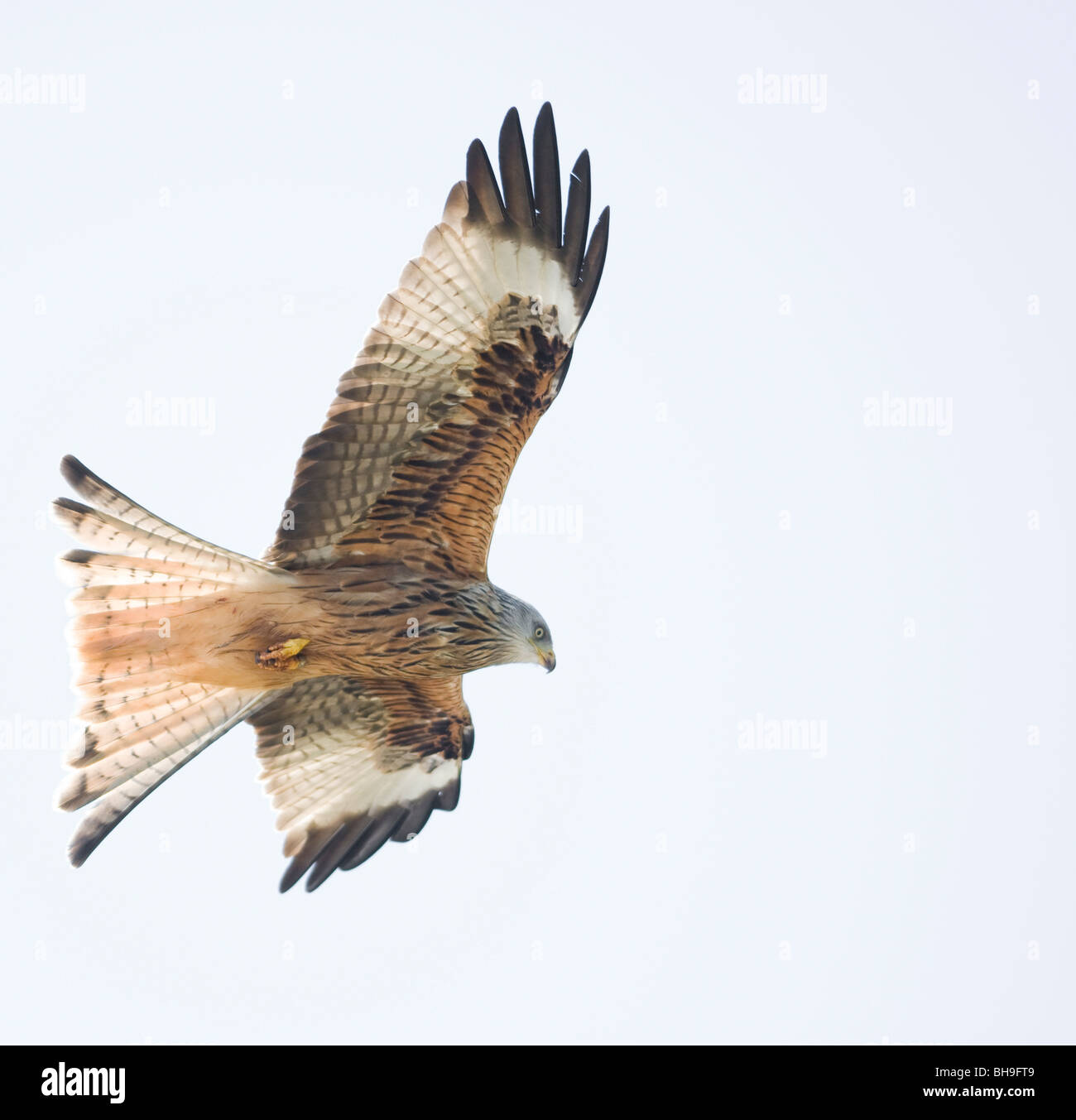 Un singolo aquilone rosso, Milvus Milvus, con le sue ali spalancate, prepara il cibo mentre sale contro un cielo invernale grigio chiaro Foto Stock