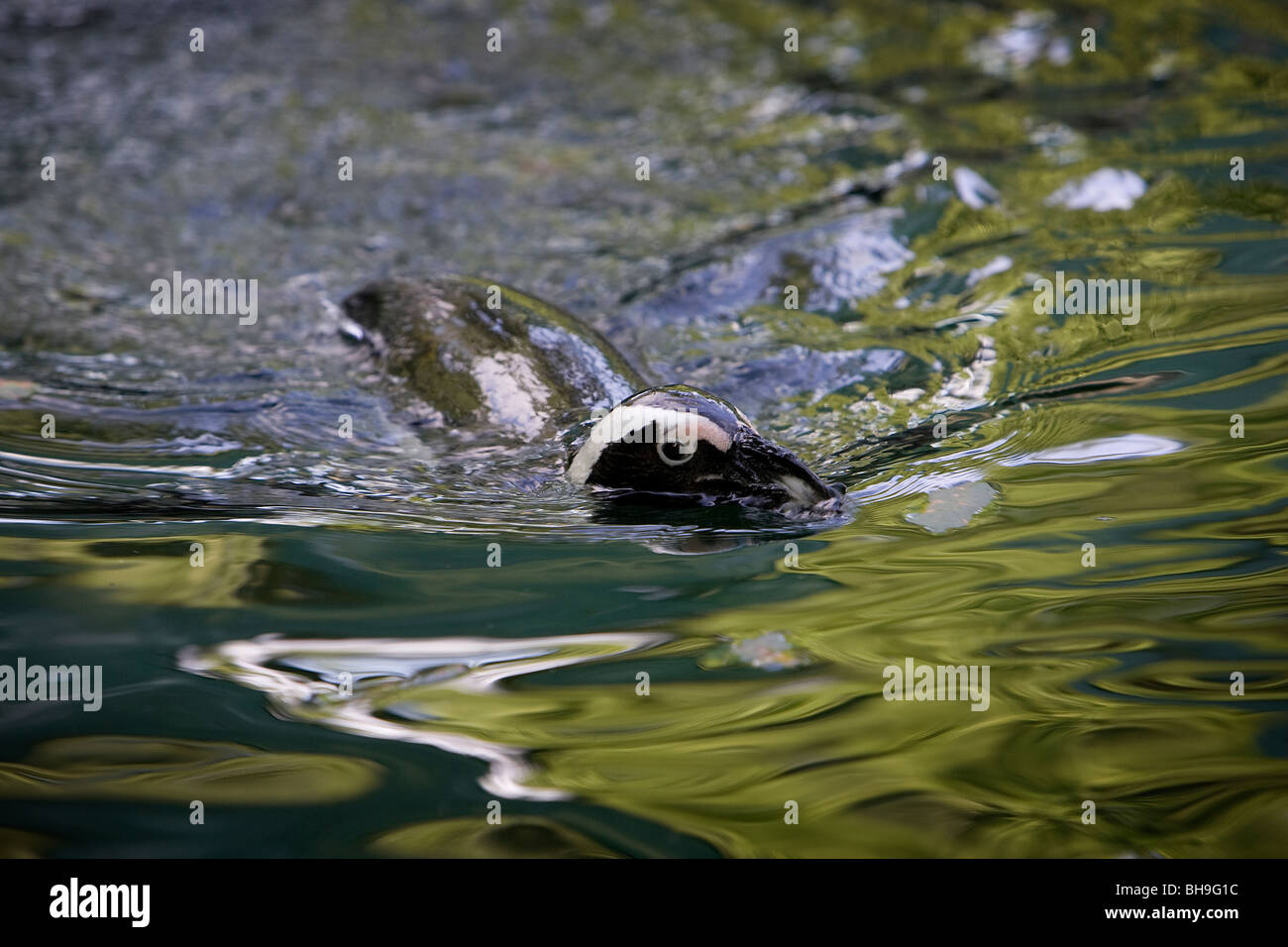 Penguin nuotare in acqua, lo Zoo di Budapest, Ungheria Foto Stock