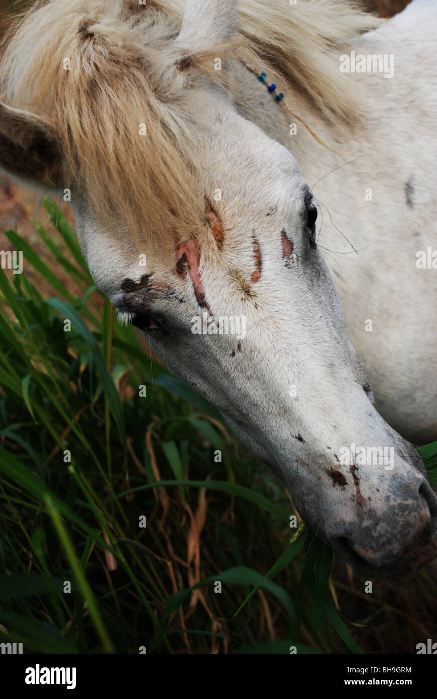 Pony bianco con ferite sulla faccia Foto Stock