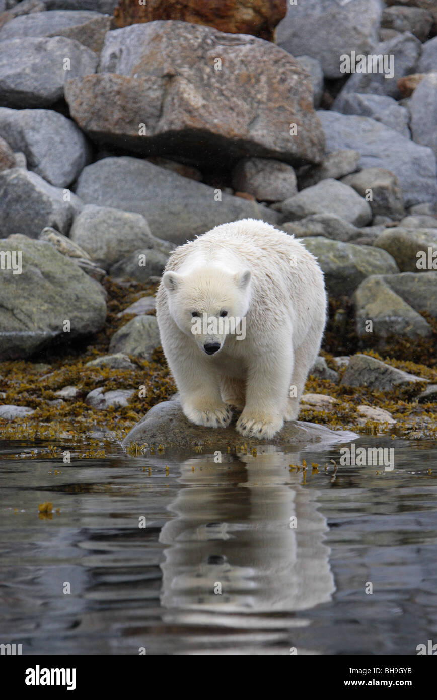 Orso polare Ursus maritimus in piedi su alcune rocce a bordo delle acque con un riflesso in acqua Foto Stock