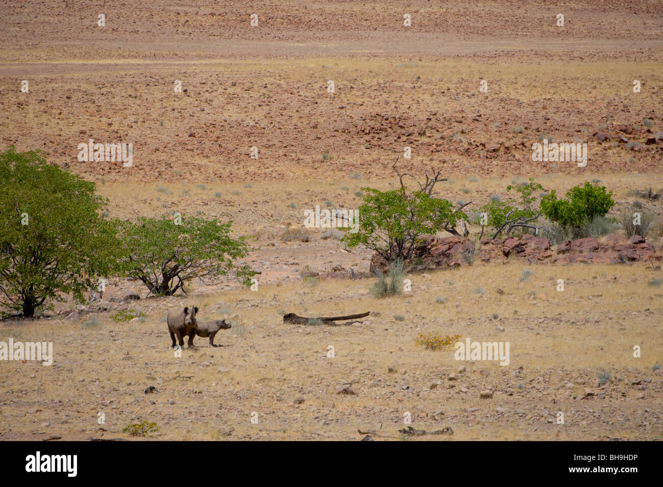 Il rinoceronte nero tracking nella concessione di Palmwag, a nord-ovest della Namibia. Foto Stock
