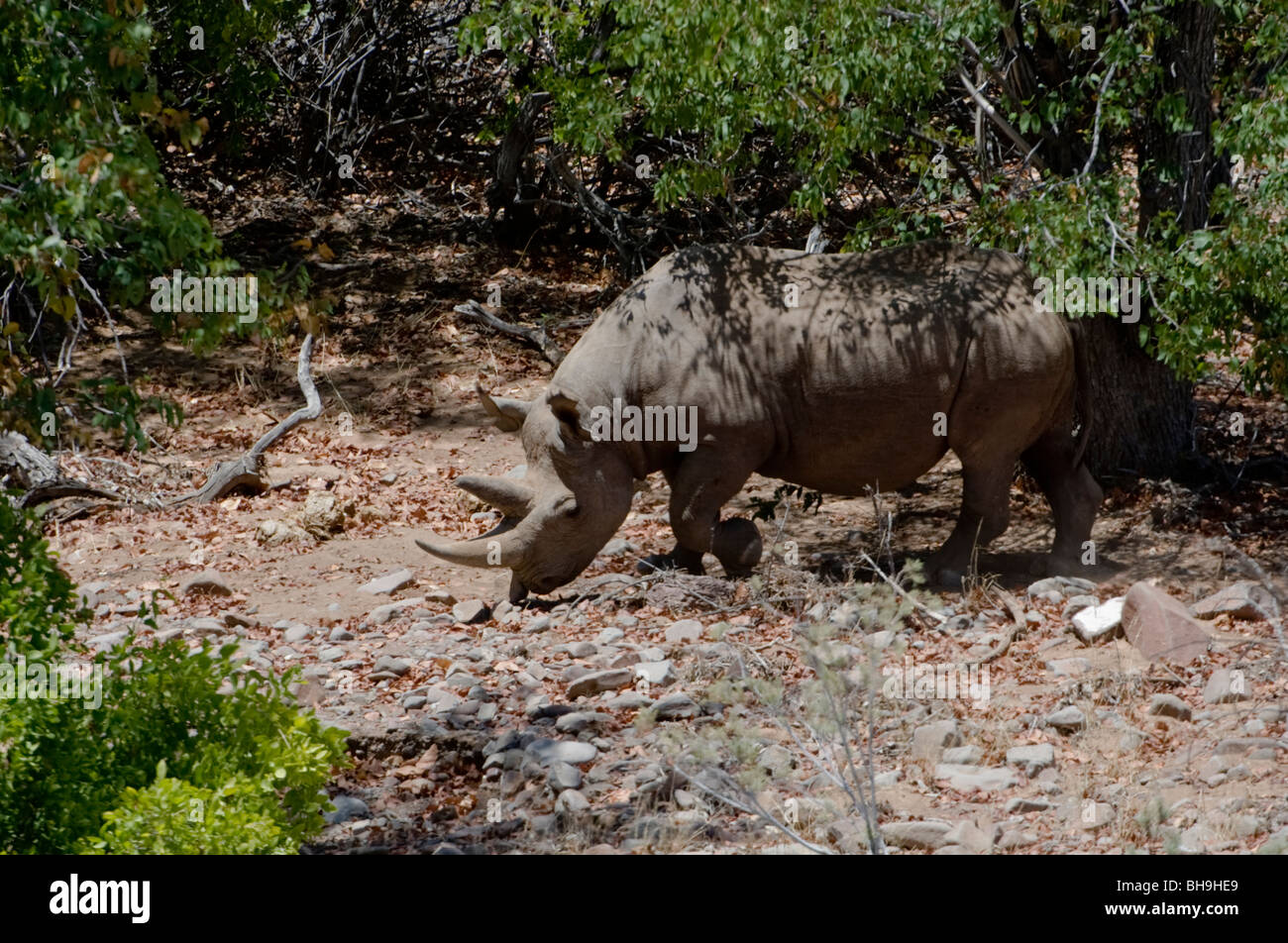 Il rinoceronte nero tracking nella concessione di Palmwag, a nord-ovest della Namibia. Foto Stock
