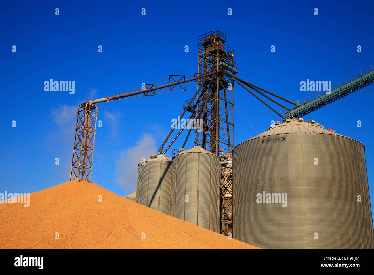 Il mais essendo off-caricato da un silo. Foto Stock