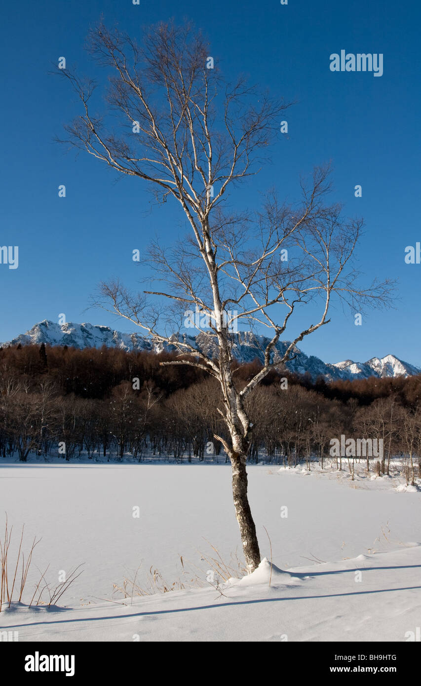 Giapponese di betulla bianco accanto a un inverno congelati lago in Giappone con Togakushi mountain range in background. meravigliosamente tranquillo e pacifico scena invernale Foto Stock