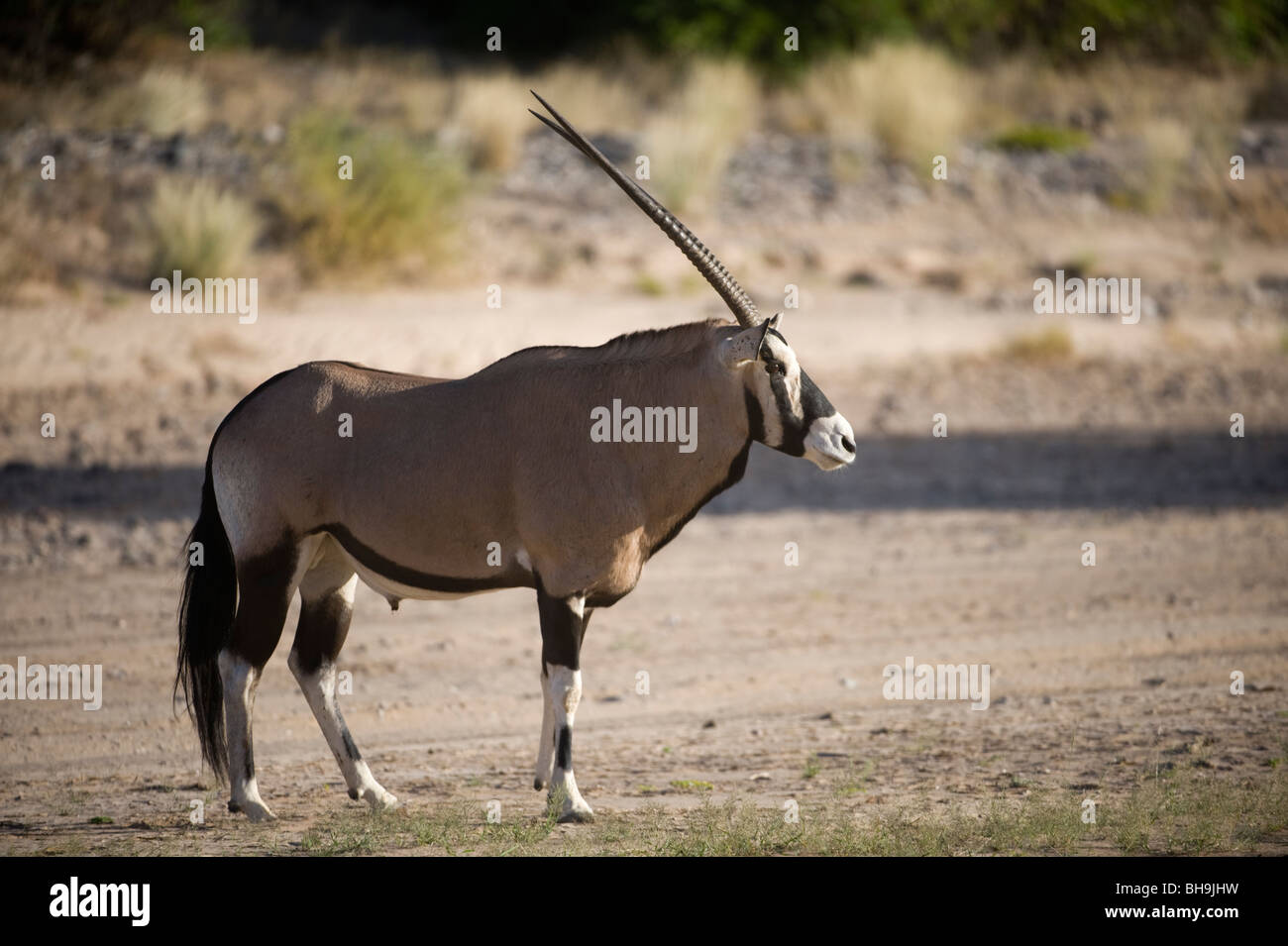 Orix nel Hoanib, Kaokoland, a nord-ovest della Namibia. Foto Stock