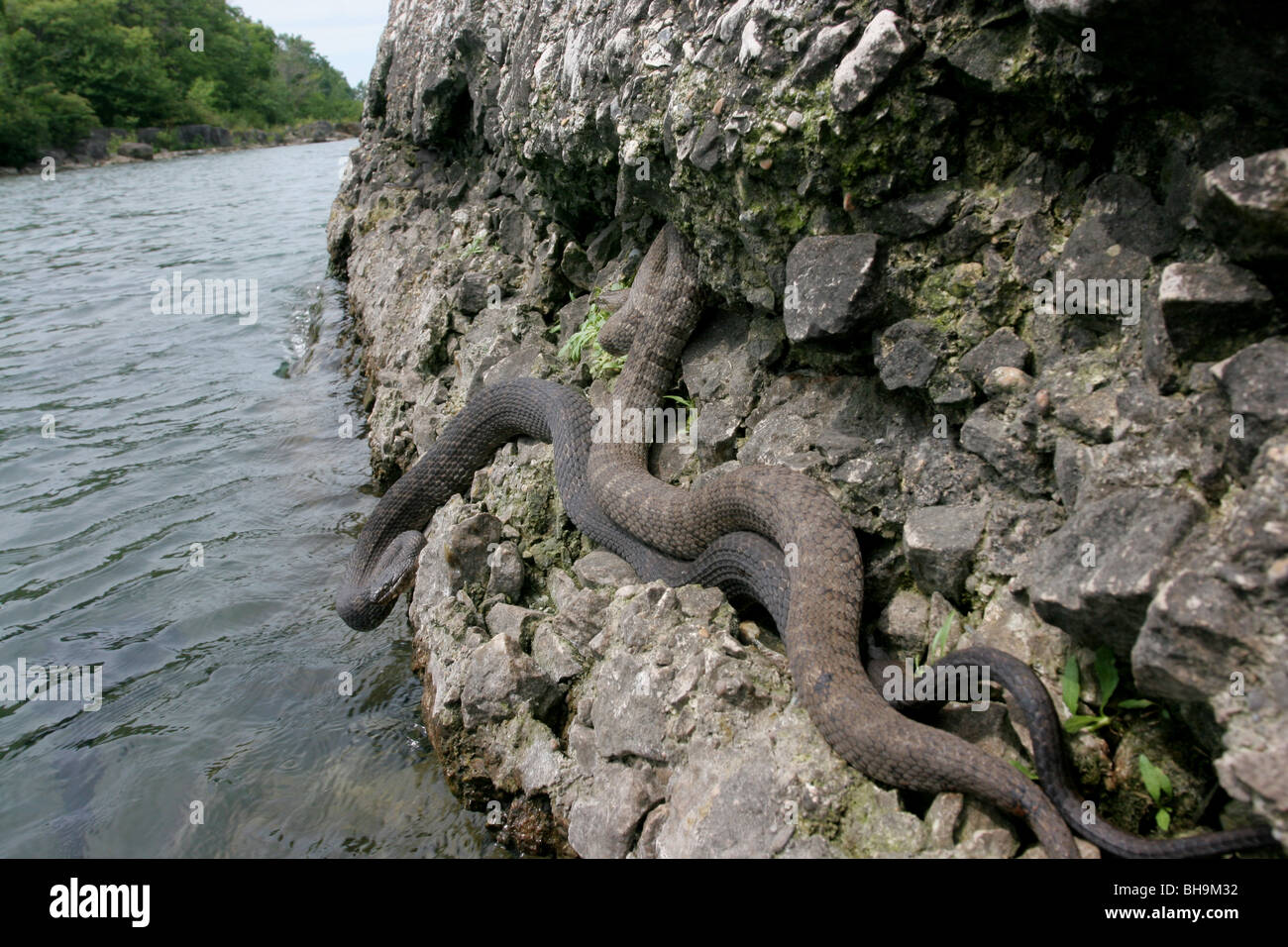Nord del lago Erie acqua Snake Kelly's island ohio Foto Stock