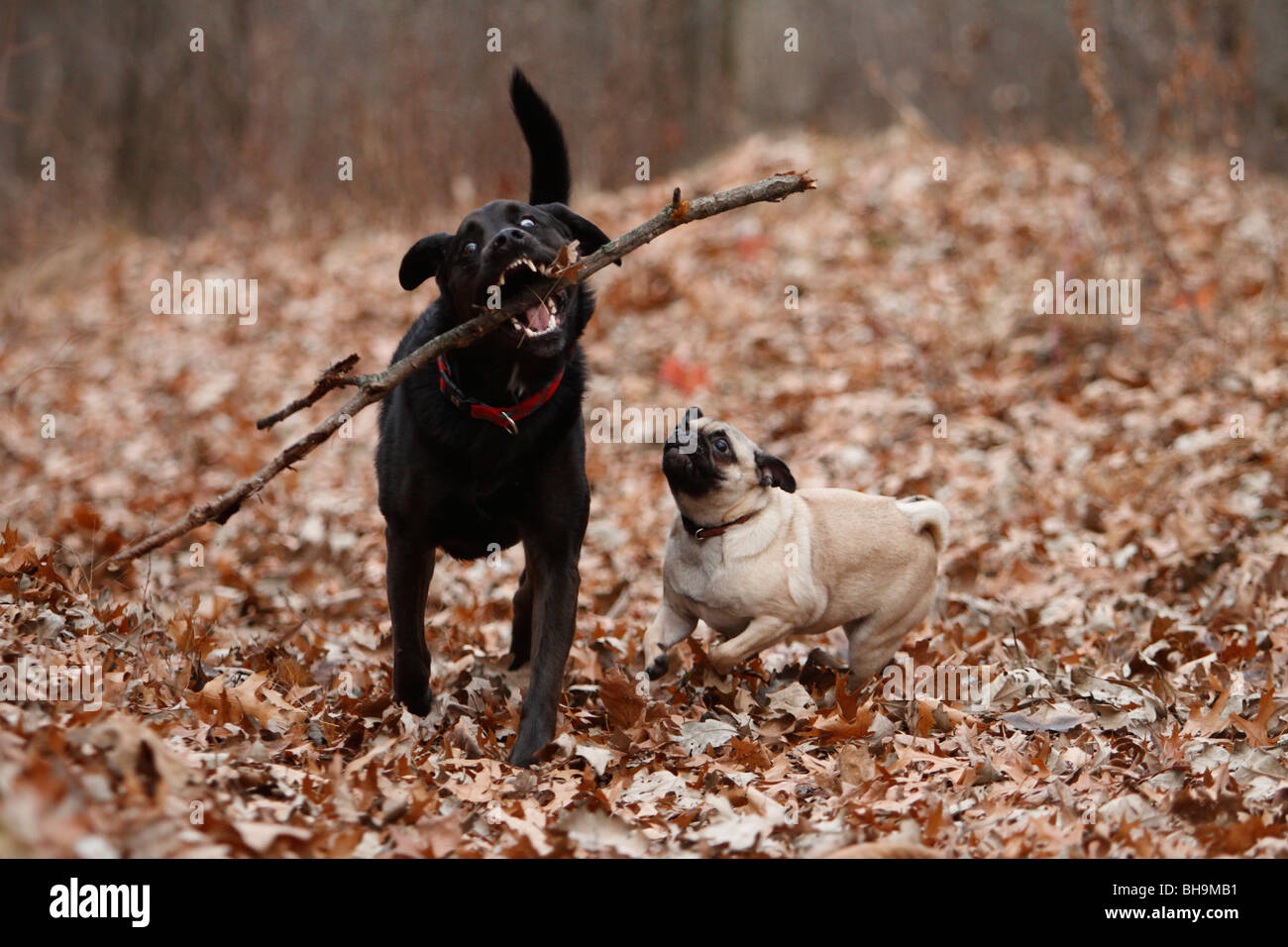 Due cani giocando con un bastone in una caduta di impostazione di foresta. Foto Stock