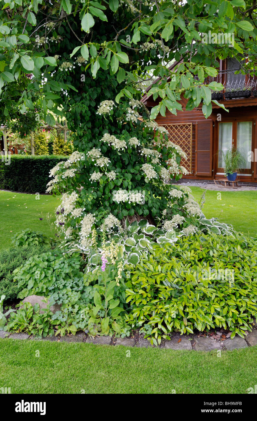 Alpinismo (Hydrangea anomala subsp. Petiolaris) e noce inglese (Juglans regia). Design: Marianne e Detlef Lüdke Foto Stock