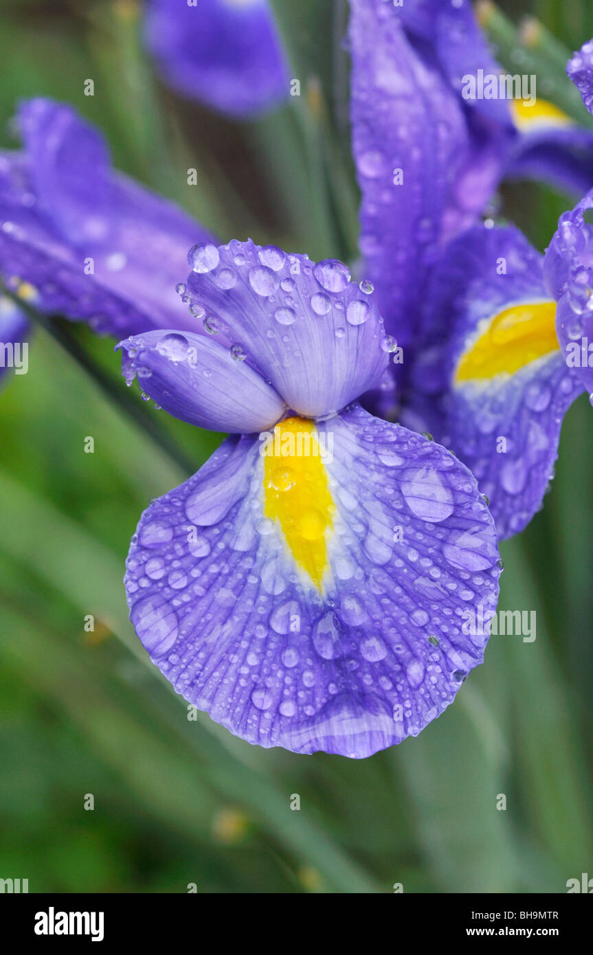 Iris (iris) con gocce di pioggia Foto Stock