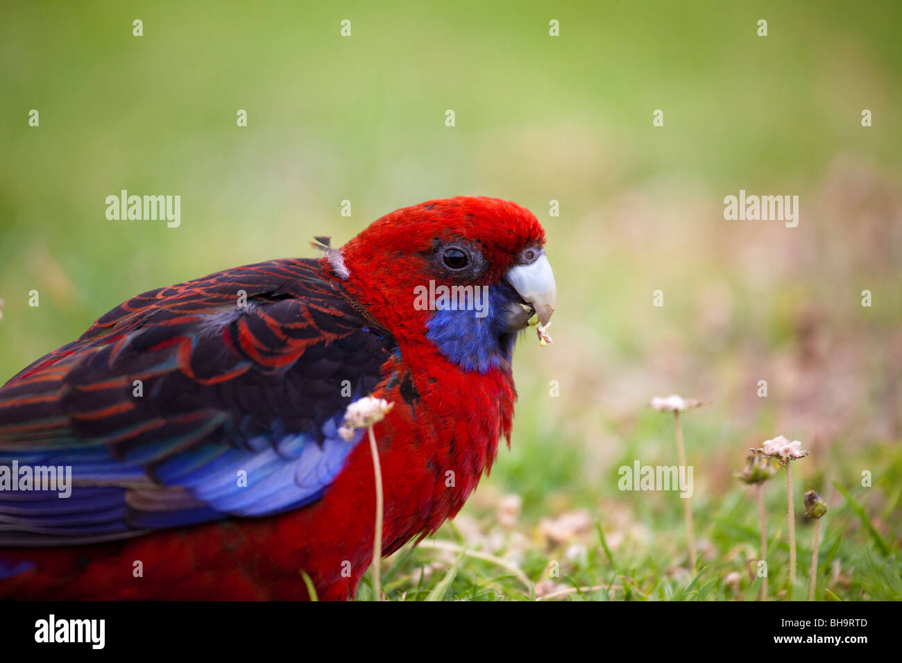 Crimson Rosella, Platycercus elegans elegans, presso il campeggio al fiume di marea, Wilsons Promontory National Park, Victoria Foto Stock