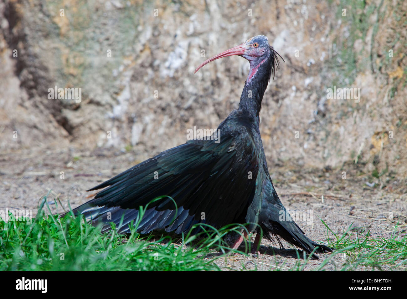 Northern calvo Ibis, ibis Eremita / Waldrapp (Geronticus eremita), uccello adulto facendo bagni di sole con ali stese, captive, Germania Foto Stock