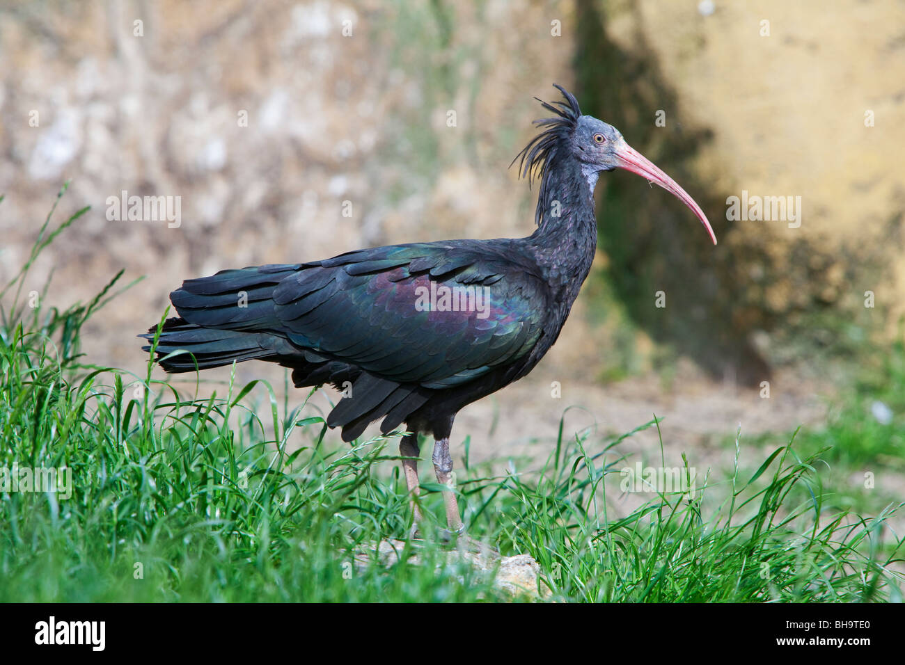 Northern calvo Ibis, ibis Eremita / Waldrapp (Geronticus eremita) uccello adulto, captive, Germania Foto Stock