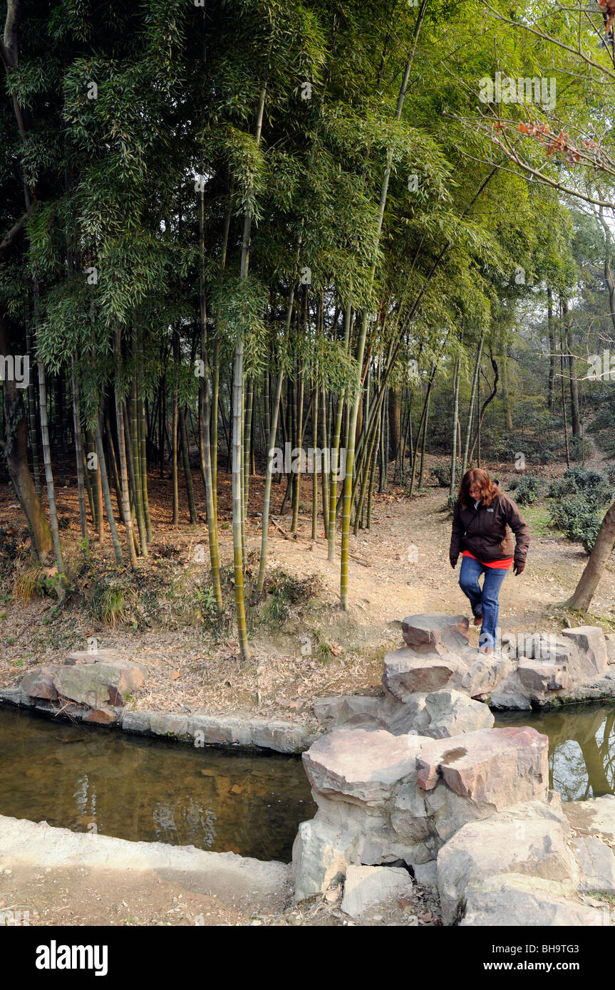 Il bambù in giallo alla Caverna del Drago park, Hangzhou, Cina Foto Stock