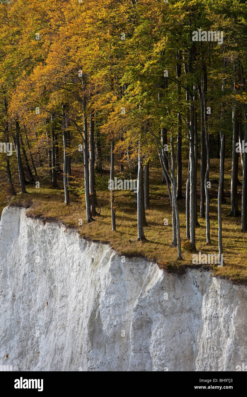 Alberi in autunno colori in corrispondenza del bordo di chalk cliff, chalk Jasmund National Park, Isola di Ruegen, Germania Foto Stock