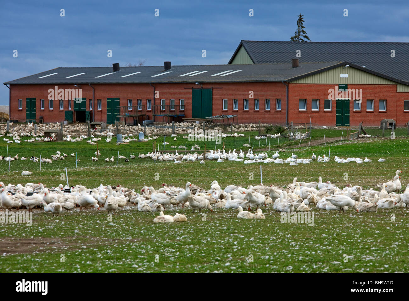 Oche domestiche (Anser anser) in goose farm, Germania Foto Stock