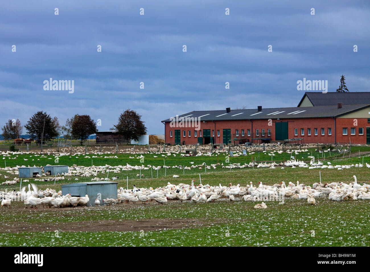 Oche domestiche (Anser anser) in goose farm, Germania Foto Stock