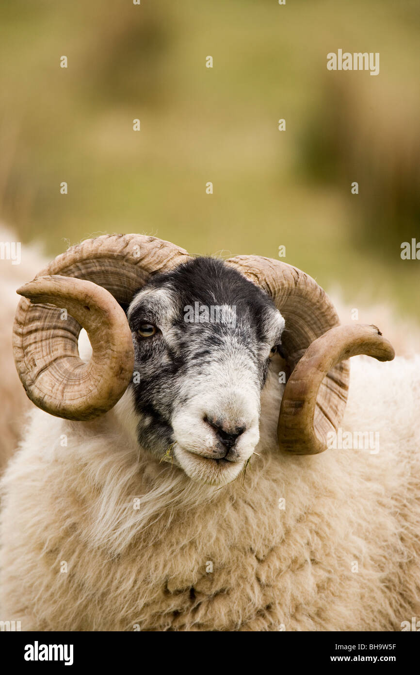 Ram. Scottish Black-di fronte pecore. Ovis aries. Islay, Scozia. Foto Stock