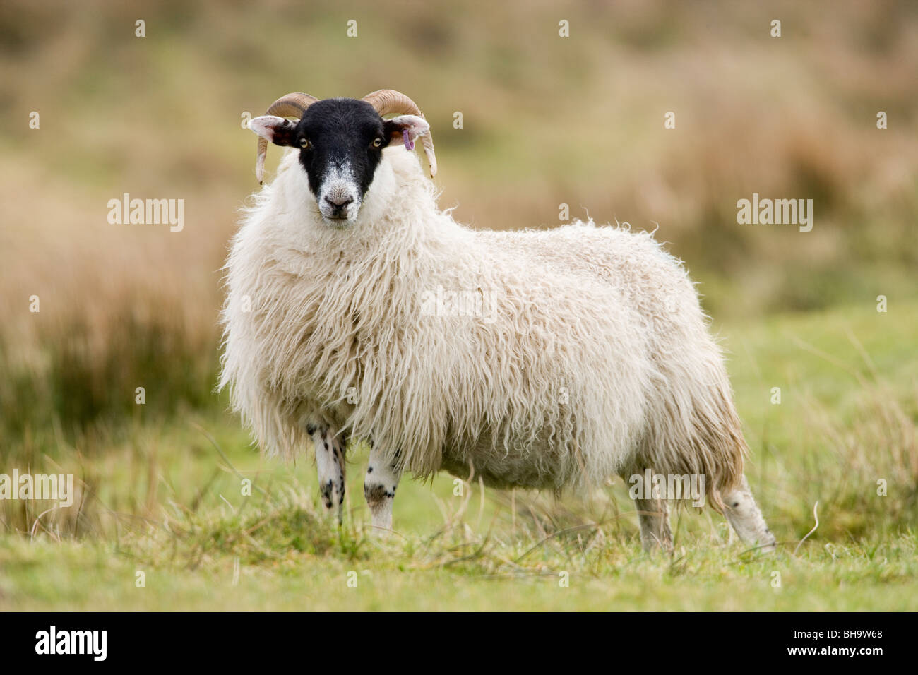 Scottish Black-di fronte pecore. Ram agnello. Ovis aries. Islay, Scozia. Foto Stock