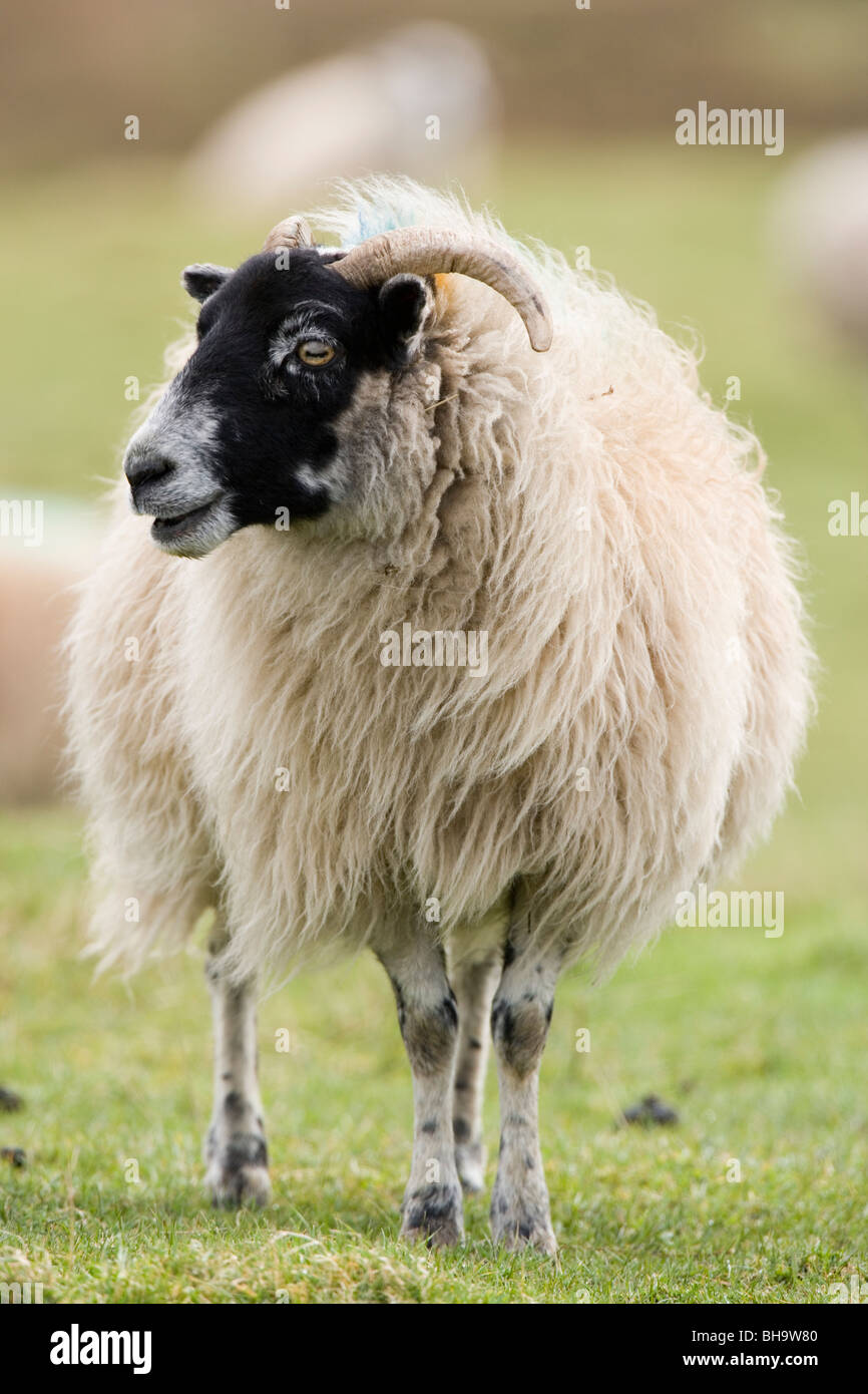 Scottish Black-di fronte pecore. Ovis aries. Islay, Scozia. Foto Stock