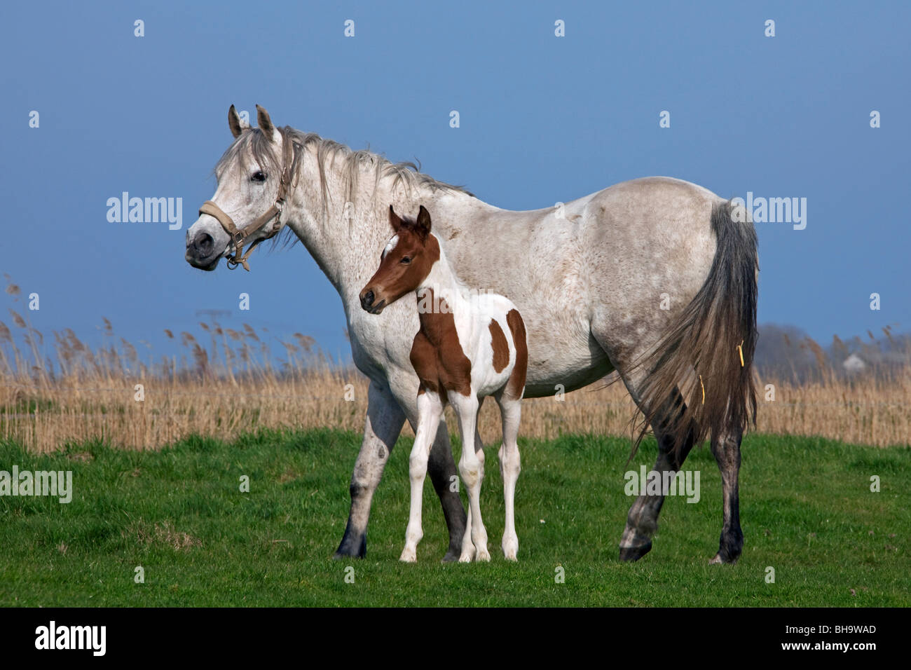 White Horse (Equus caballus) mare con puledro in campo, Germania Foto Stock