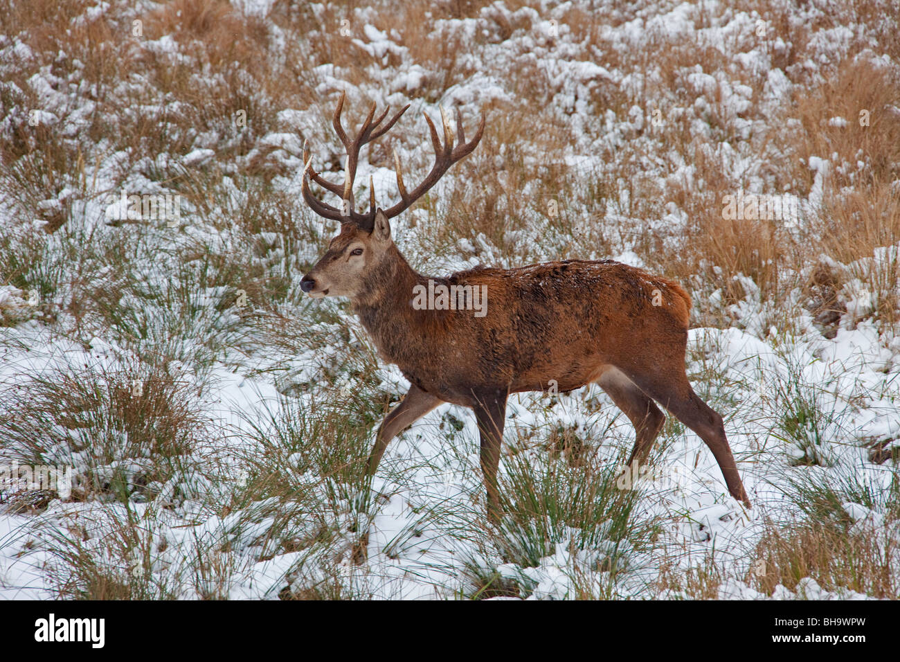 Il cervo (Cervus elaphus) feste di addio al celibato nella neve in inverno, Germania Foto Stock