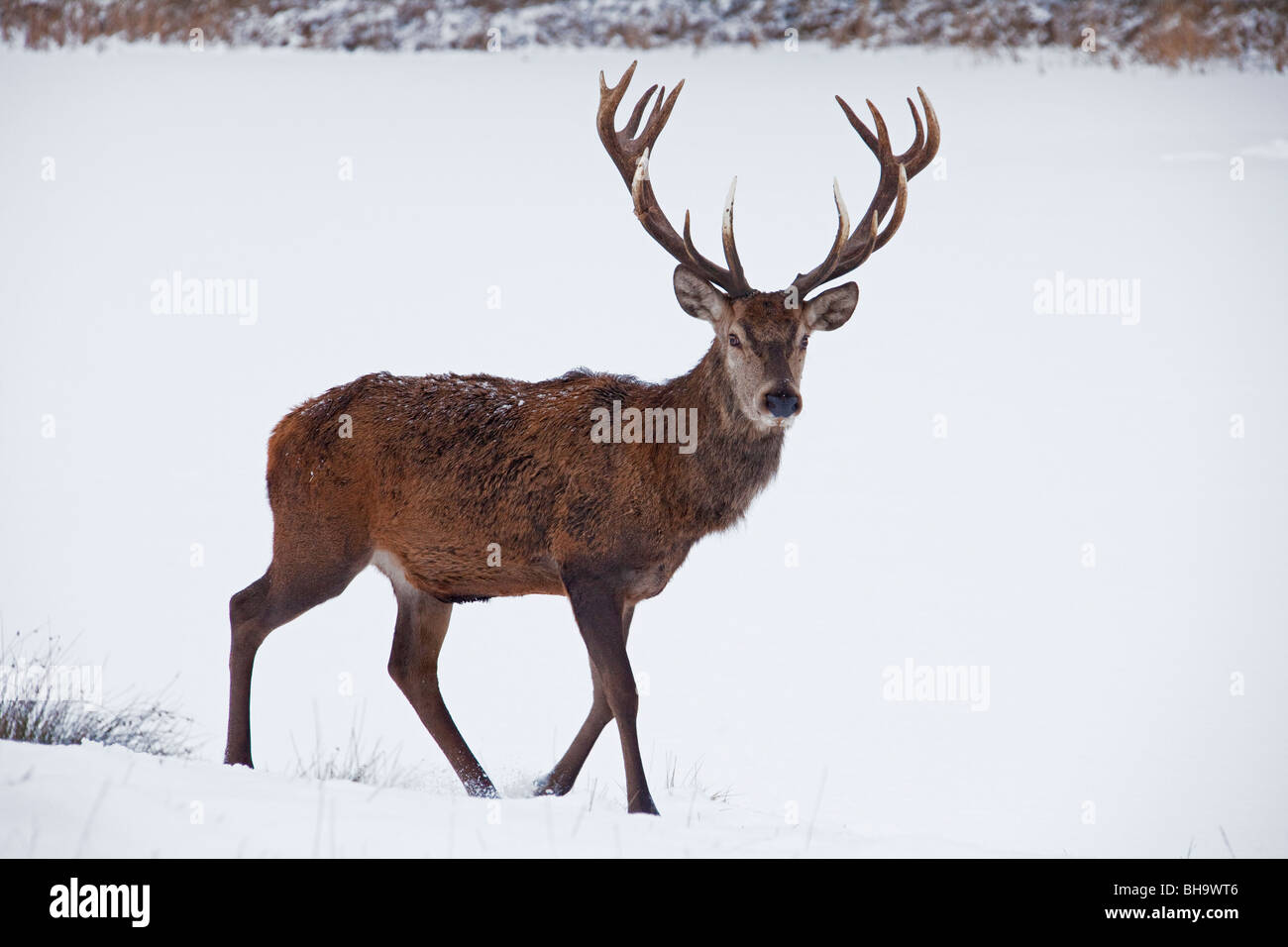 Il cervo (Cervus elaphus) feste di addio al celibato nella neve in inverno, Germania Foto Stock