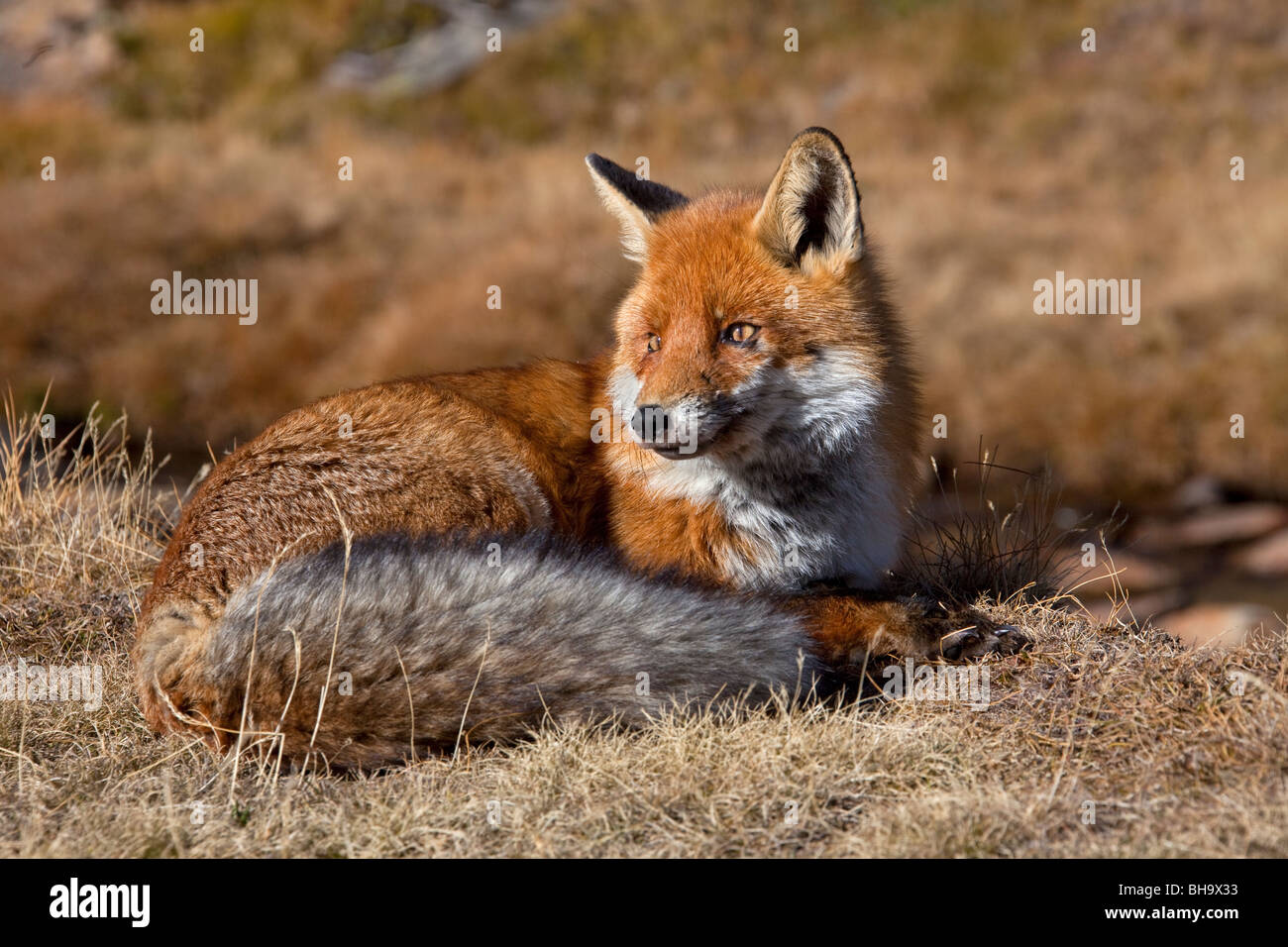 Red Fox (Vulpes vulpes) giacenti in erba in autunno Foto Stock