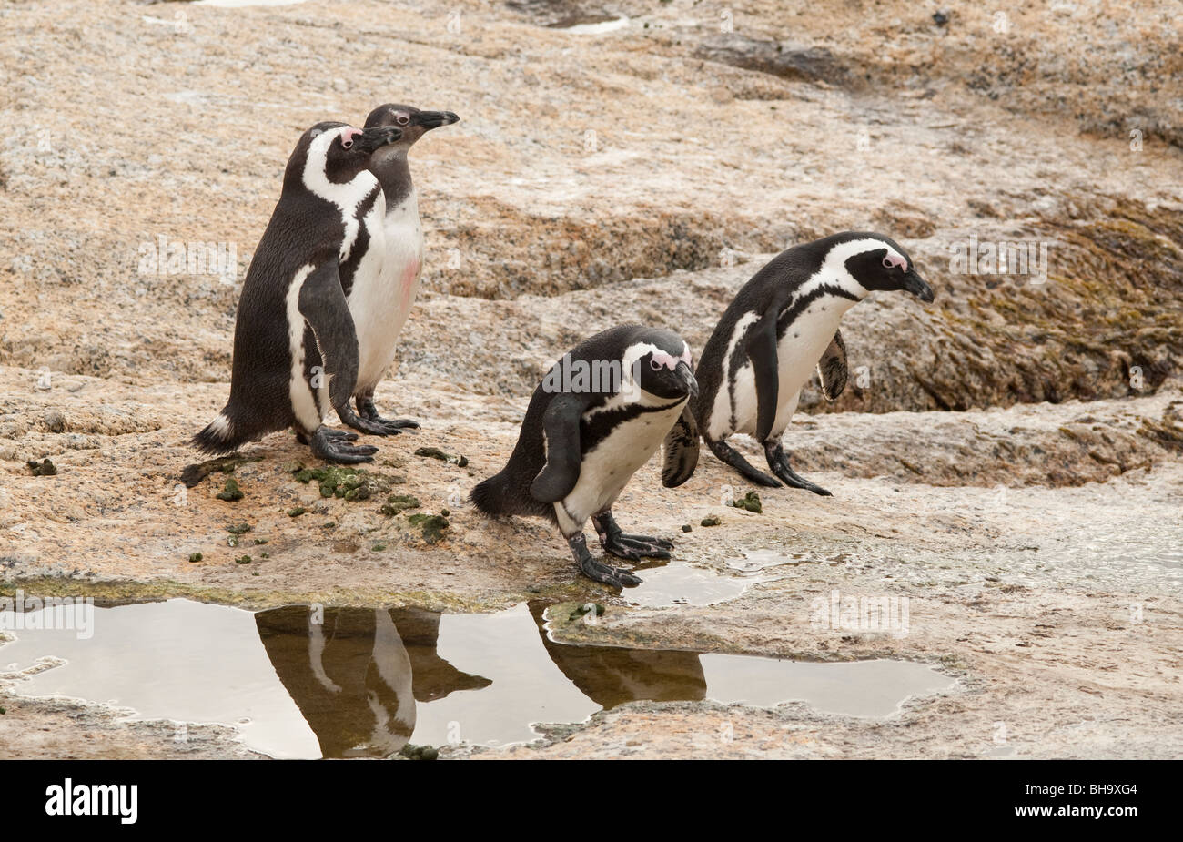 I Penguins africani fanno la loro strada lungo la spiaggia del mare. Foto Stock