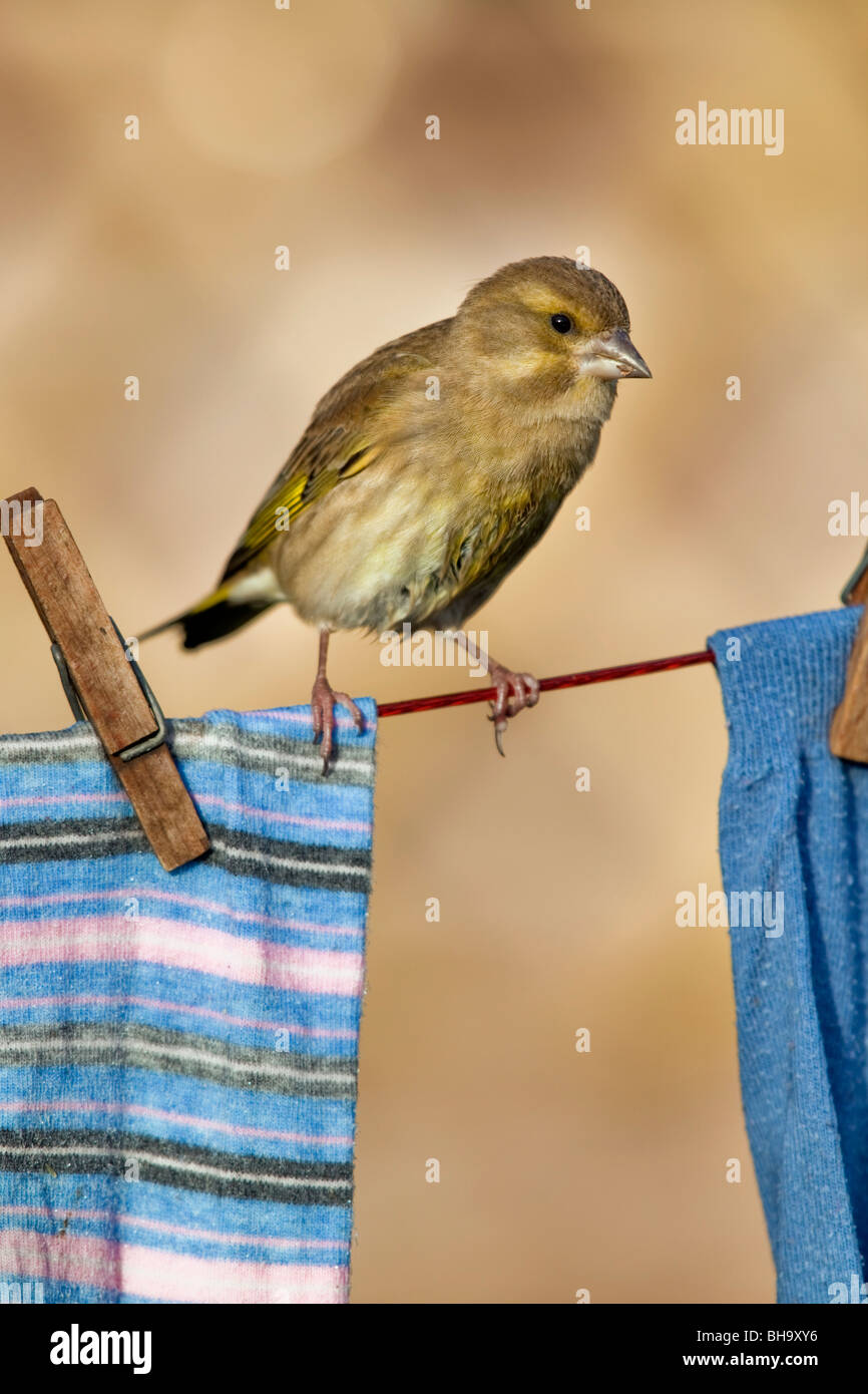 Verdone; Carduelis chloris; sulla linea di lavaggio Foto Stock