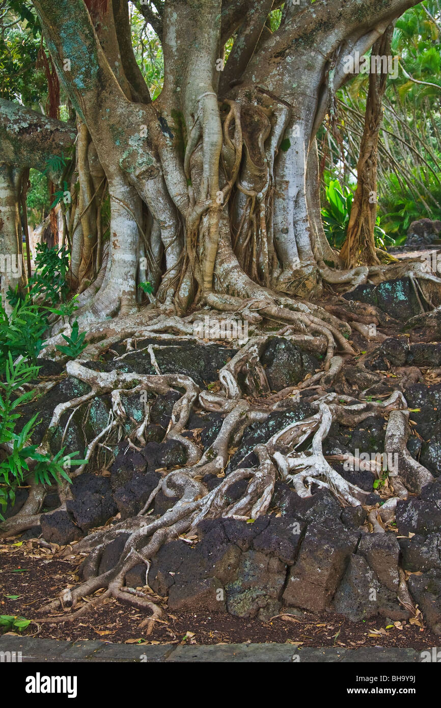 Radici esposte del Banyan Tree crescente sulla lava Foto Stock
