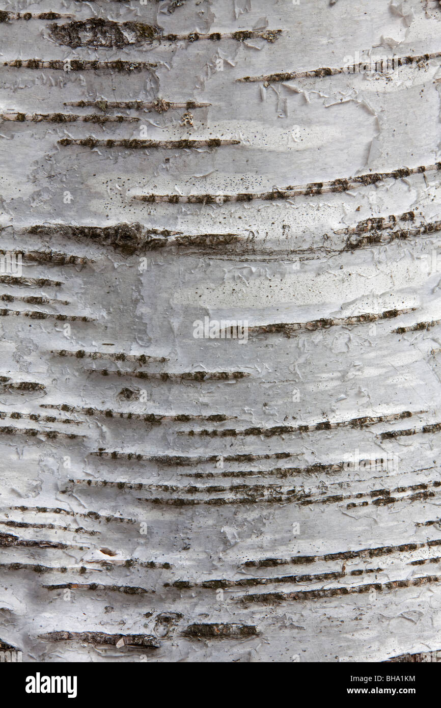 Argento (betulla Betula pendula / Betula verucosa) close-up di corteccia, Svezia Foto Stock