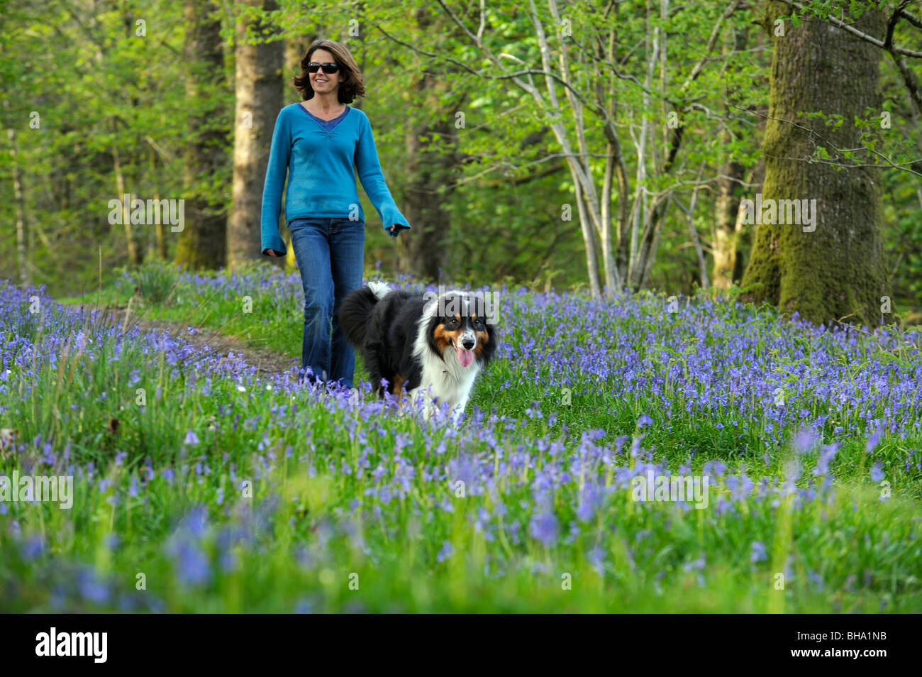 Una sana sorridente donna di mezza età camminando Border Collie cane sulla bluebell wood percorso nel bosco inglese campagna. Foto Stock