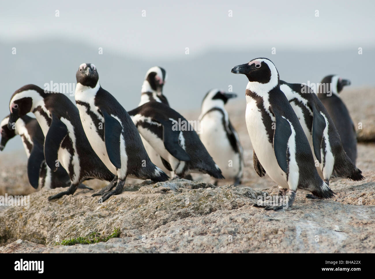 Un gruppo di pinguini africani ritorno alla fine della giornata dopo il passare del tempo la pesca Foto Stock