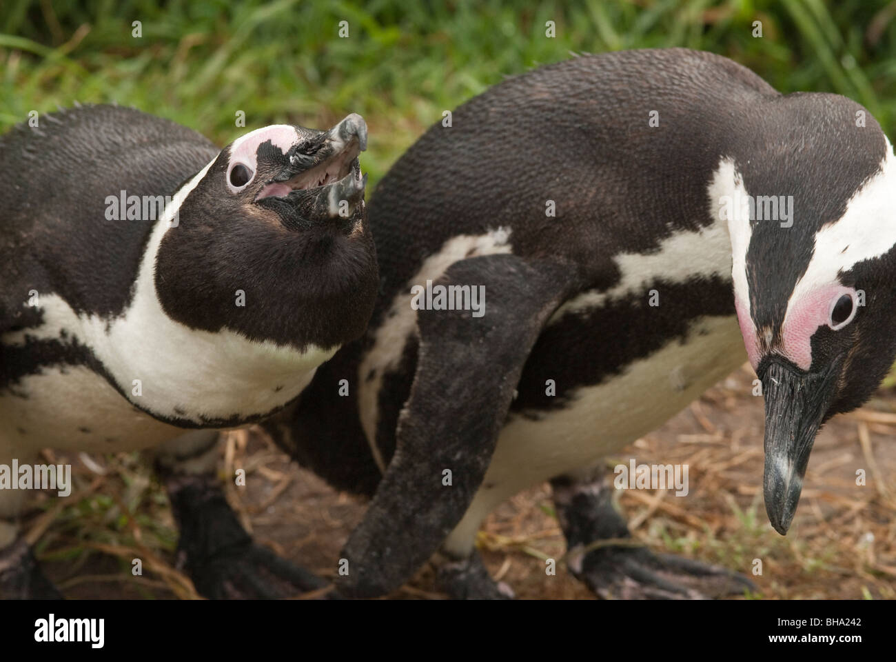 Close-up di una coppia di pinguini africani Foto Stock